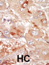 PRP4 Antibody