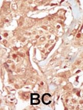 PCTAIRE3 Antibody