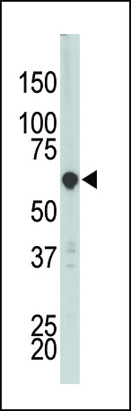 PCTAIRE3 Antibody