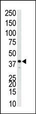 MAPK14 Antibody