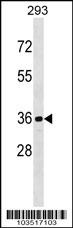 CDKL1 Antibody