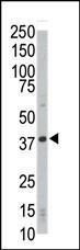 CDK4 Antibody