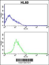 CDK4 Antibody