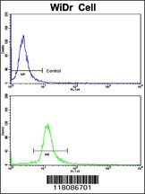 DDX53 Antibody