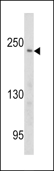 PCM1 Antibody