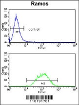 PCM-1 Antibody