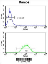 PCM1 Antibody