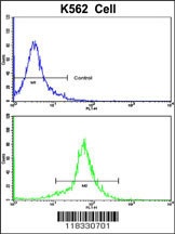 PCM1 Antibody