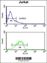 IGFALS Antibody