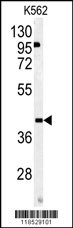 OMD Antibody