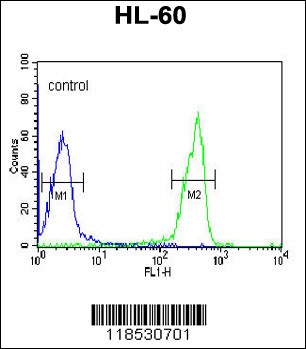 OMD Antibody