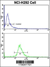 KIF3C Antibody