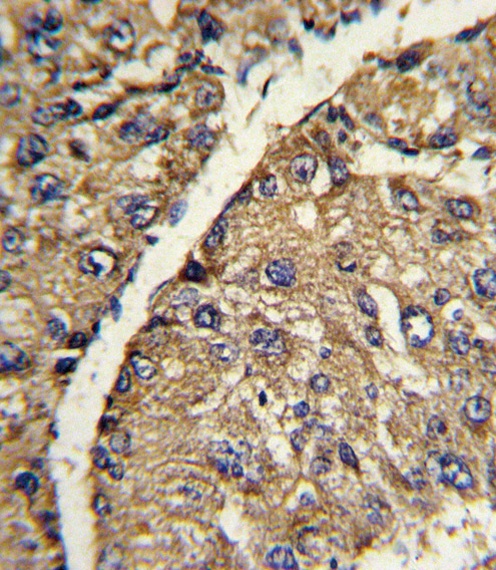 VTN Antibody