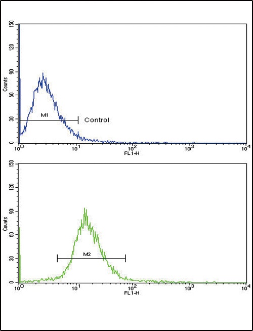 VTN Antibody