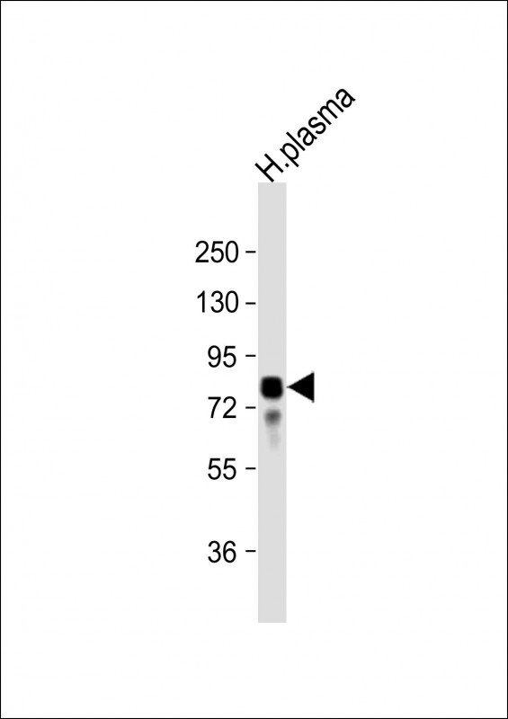 VTN Antibody