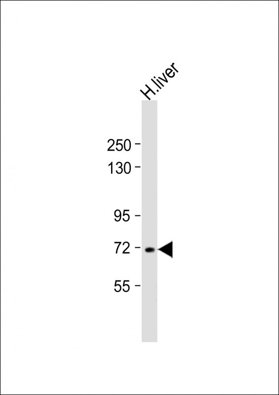 VTN Antibody