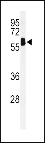 EHD3 Antibody