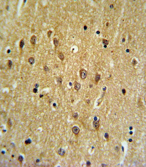 EHD3 Antibody