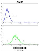 EN2 Antibody