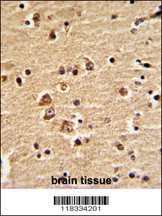 EN2 Antibody
