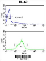 EN2 Antibody
