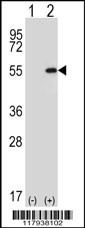 DDX39 Antibody