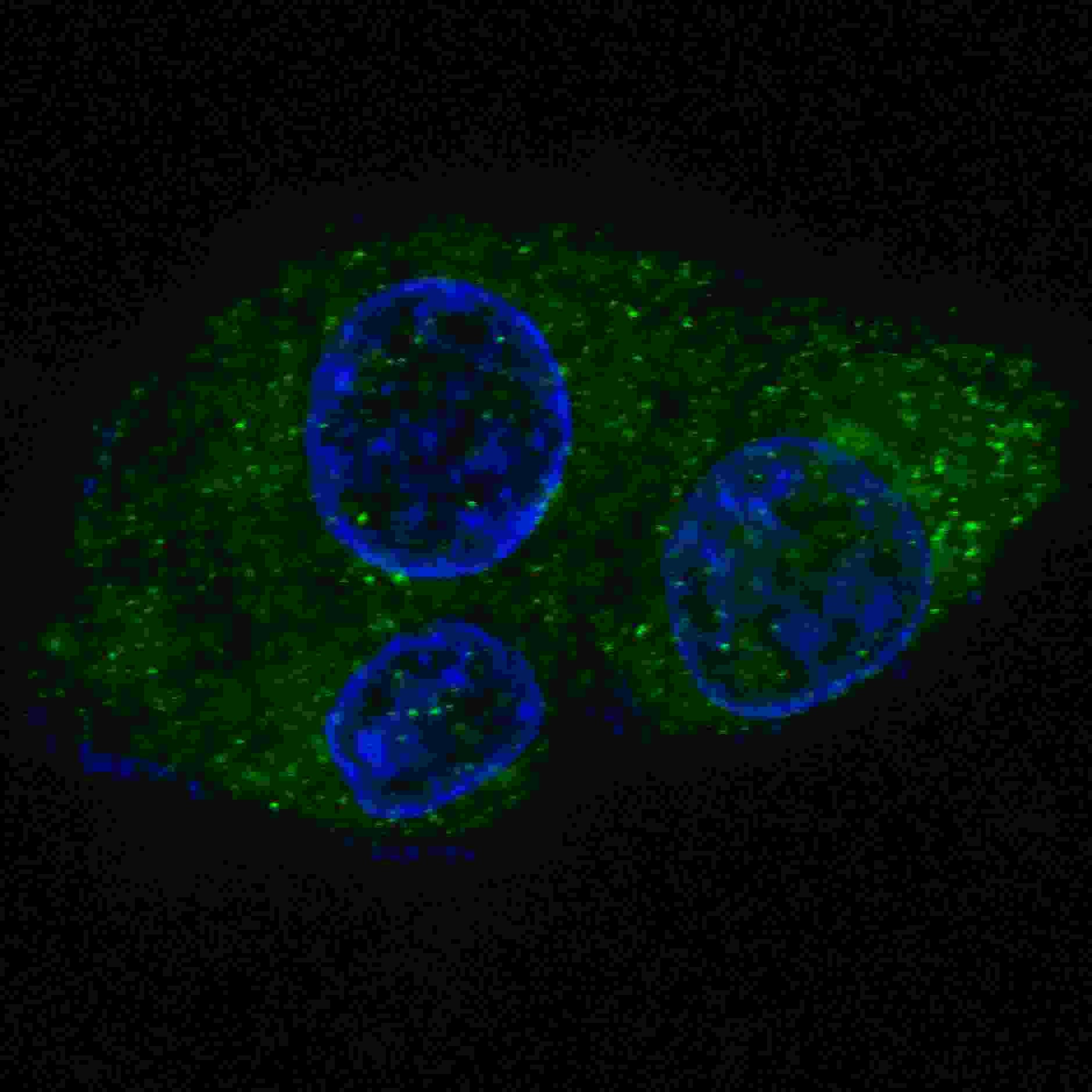 FASN Antibody