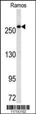 FASN Antibody