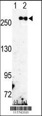 FASN Antibody