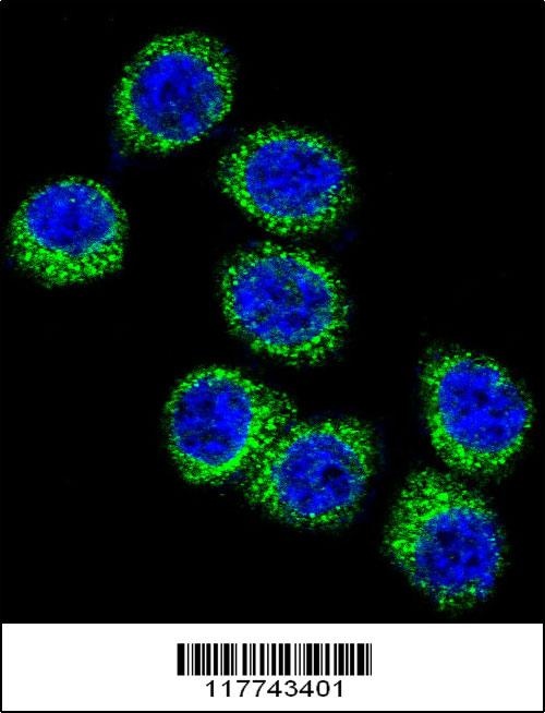 FASN Antibody