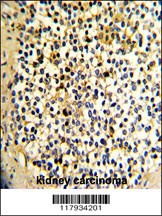 DCXR Antibody