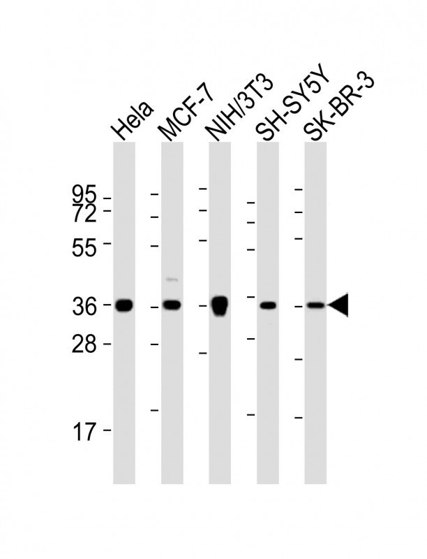 ANXA2 Antibody