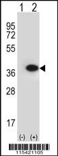 ANXA2 Antibody