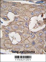 ANXA2 Antibody