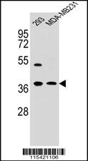 ANXA2 Antibody