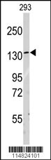 LARS Antibody