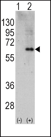 AMPK alpha2 Antibody