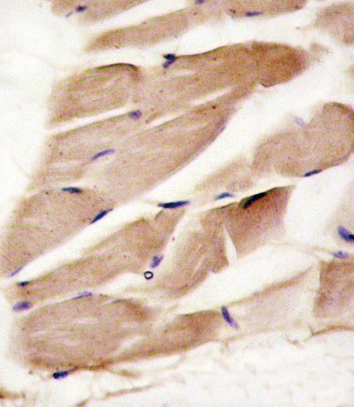 AMPK alpha2 Antibody