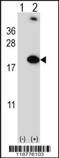 RBM3 Antibody