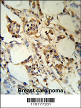 RBM3 Antibody