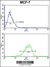 RBM3 Antibody