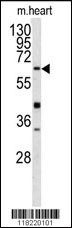 GGT5 Antibody