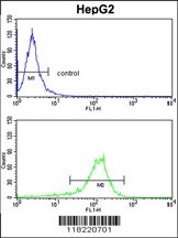 GGTLA1 Antibody