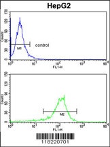 GGT5 Antibody