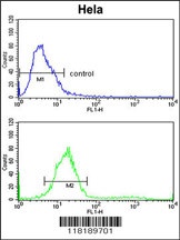 TECPR1 Antibody