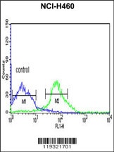 FKBP9 Antibody