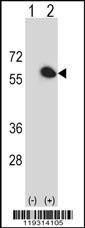FKBP4 Antibody