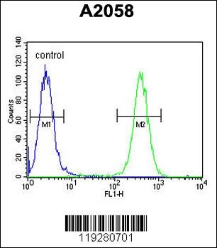 FKBP10 Antibody