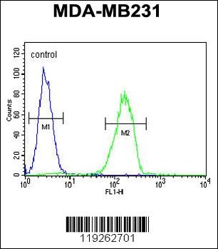 CTSS Antibody