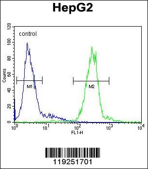 CTSH Antibody